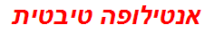 אנטילופה טיבטית