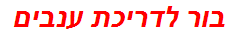 בור לדריכת ענבים