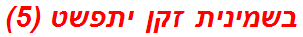 בשמינית זקן יתפשט (5)