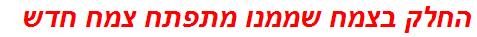 החלק בצמח שממנו מתפתח צמח חדש