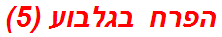 הפרח בגלבוע (5)