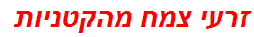 זרעי צמח מהקטניות