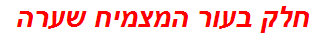 חלק בעור המצמיח שערה