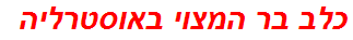 כלב בר המצוי באוסטרליה