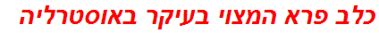 כלב פרא המצוי בעיקר באוסטרליה