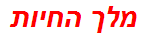 מלך החיות