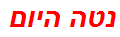 נטה היום