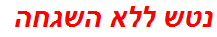 נטש ללא השגחה