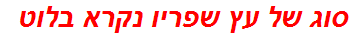 סוג של עץ שפריו נקרא בלוט