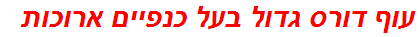 עוף דורס גדול בעל כנפיים ארוכות