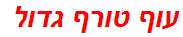 עוף טורף גדול