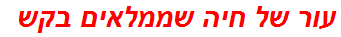 עור של חיה שממלאים בקש