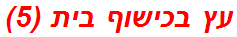 עץ בכישוף בית (5)