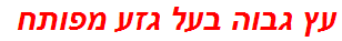 עץ גבוה בעל גזע מפותח