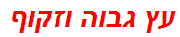 עץ גבוה וזקוף