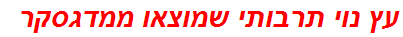 עץ נוי תרבותי שמוצאו ממדגסקר