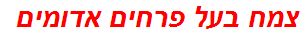 צמח בעל פרחים אדומים