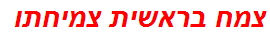 צמח בראשית צמיחתו