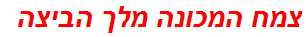 צמח המכונה מלך הביצה