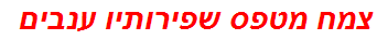 צמח מטפס שפירותיו ענבים