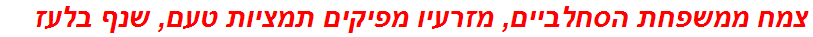 צמח ממשפחת הסחלביים, מזרעיו מפיקים תמציות טעם, שנף בלעז