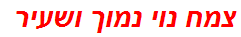 צמח נוי נמוך ושעיר