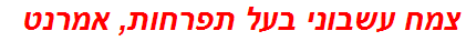 צמח עשבוני בעל תפרחות, אמרנט