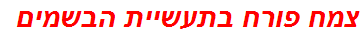 צמח פורח בתעשיית הבשמים