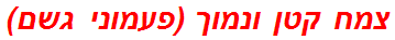 צמח קטן ונמוך (פעמוני גשם)