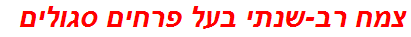 צמח רב-שנתי בעל פרחים סגולים