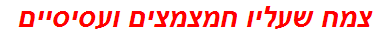 צמח שעליו חמצמצים ועסיסיים