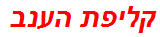 קליפת הענב