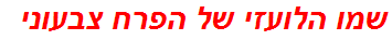 שמו הלועזי של הפרח צבעוני