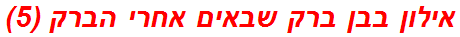 אילון בבן ברק שבאים אחרי הברק (5)