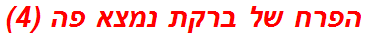 הפרח של ברקת נמצא פה (4)