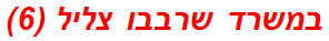 במשרד שרבבו צליל (6)