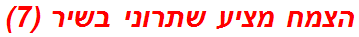 הצמח מציע שתרוני בשיר (7)