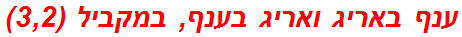 ענף באריג ואריג בענף, במקביל (3,2)