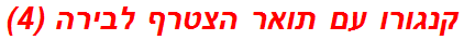 קנגורו עם תואר הצטרף לבירה (4)