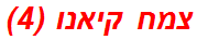 צמח קיאנו (4)