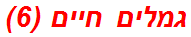 גמלים חיים (6)