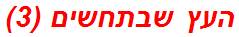 העץ שבתחשים (3)