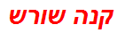 קנה שורש