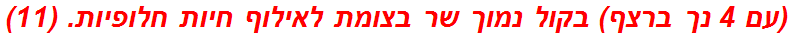 (עם 4 נך ברצף) בקול נמוך שר בצומת לאילוף חיות חלופיות. (11)