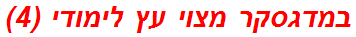במדגסקר מצוי עץ לימודי (4)