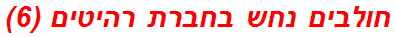 חולבים נחש בחברת רהיטים (6)